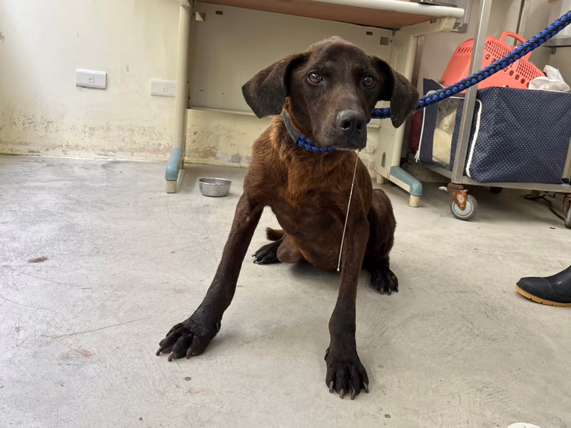 Brown adult female mixed-breed dog, Medium, shelter no. …3101