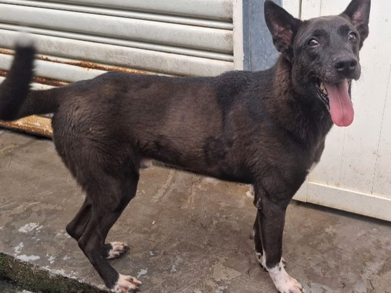Black adult male mixed-breed dog, Medium, shelter no. …2206