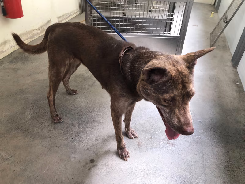 Brown adult female mixed-breed dog, Medium, shelter no. …1001