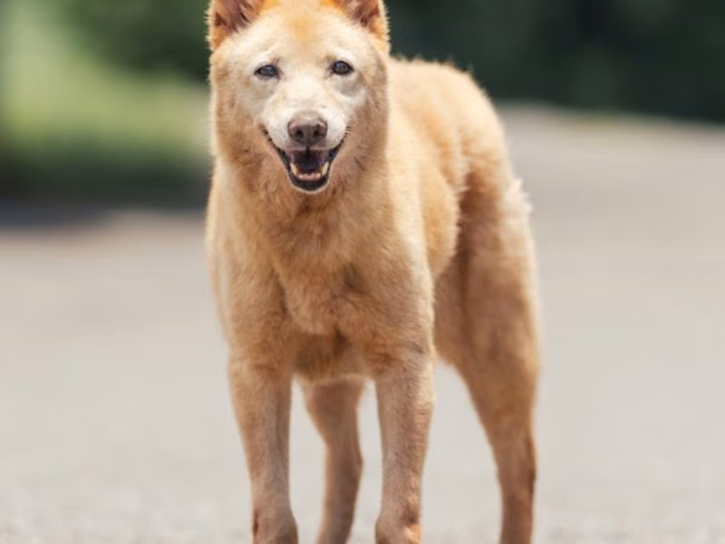 Cream adult female mixed-breed dog, Medium, shelter no. …2705