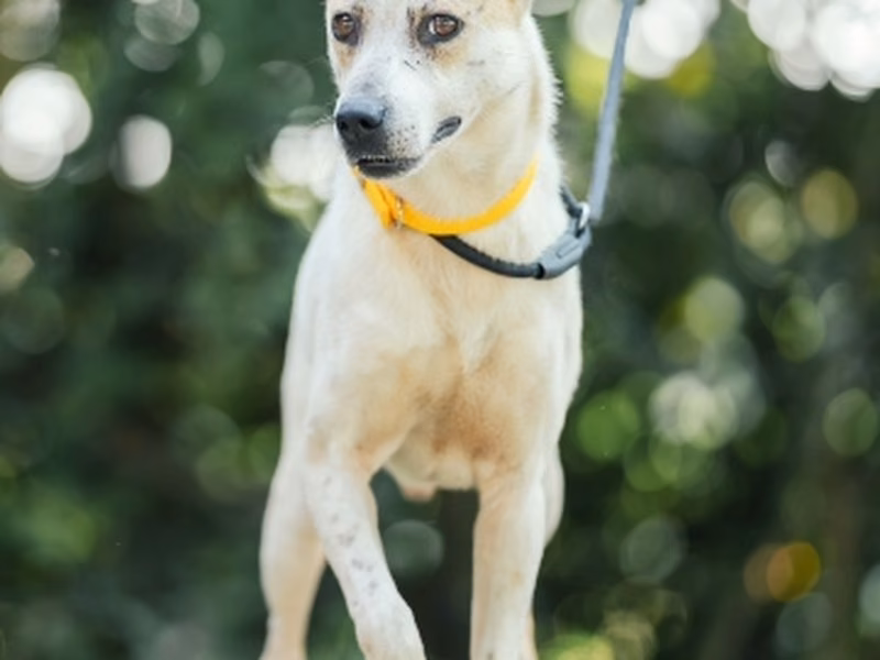 Black adult male mixed-breed dog, Medium, shelter no. …8002