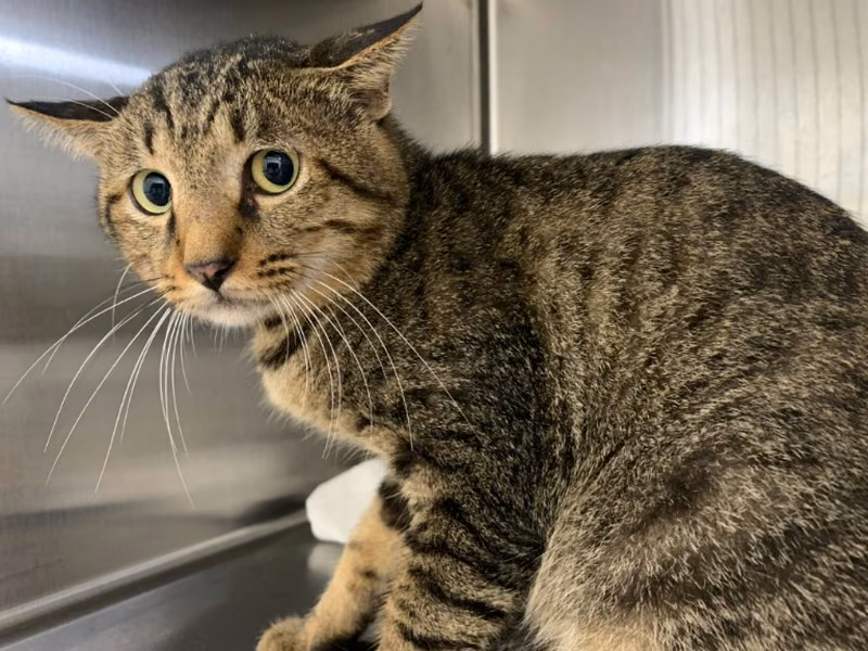 Tabby adult male mixed-breed cat, Small, shelter no. …1708