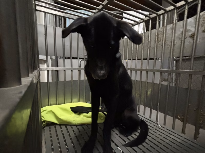Black adult male mixed-breed dog, Large, shelter no. …2001