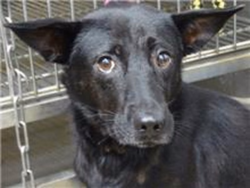 Black adult male mixed-breed dog, Medium, shelter no. …2303