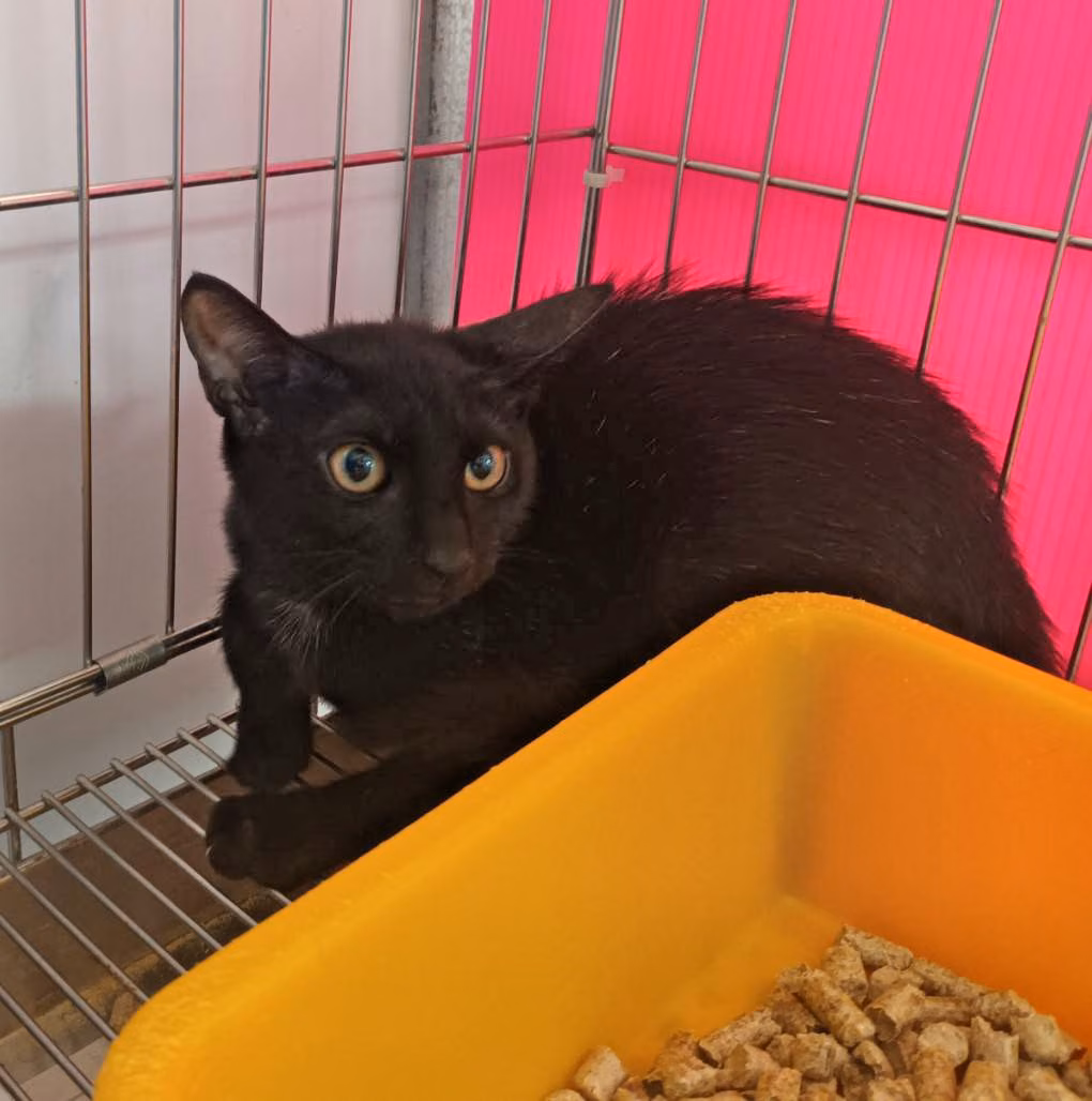 Black young female mixed-breed cat, Small, shelter no. …2902