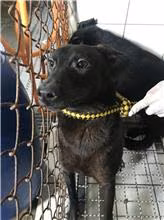 Black adult male mixed-breed dog, Medium, shelter no. …0501