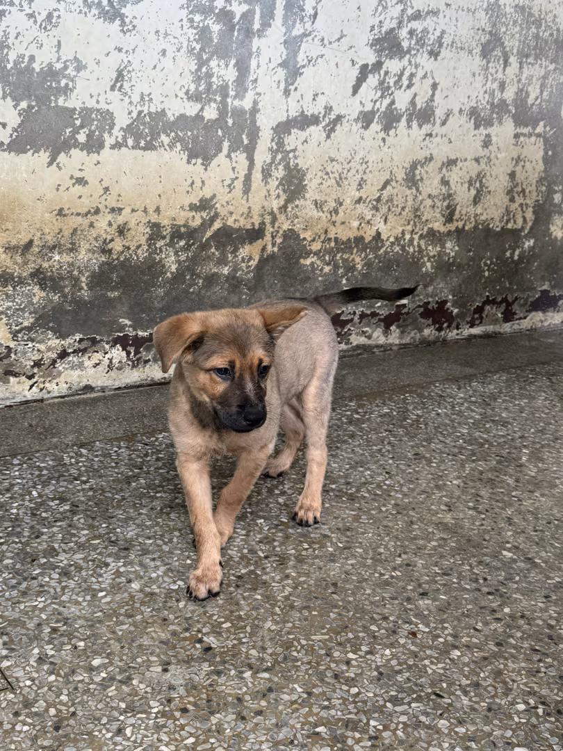 Black-and-brown young male mixed-breed dog, Small, shelter no. …9003