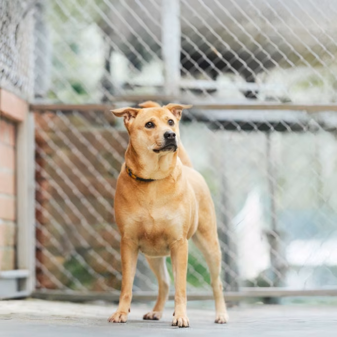 Tan adult female mixed-breed dog, Medium, shelter no. …0004