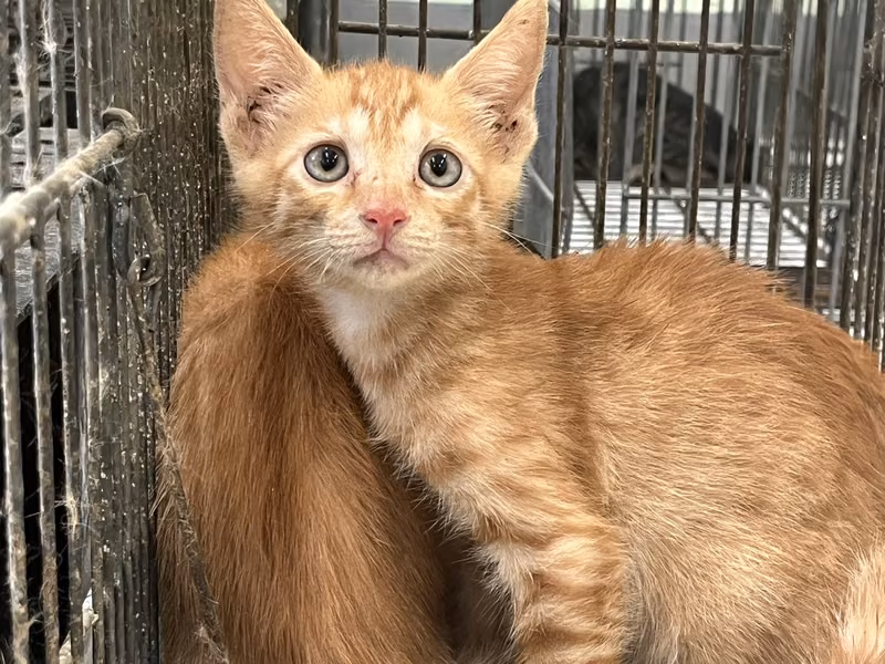 Orange tabby young male mixed-breed cat, Small, shelter no. …6C02