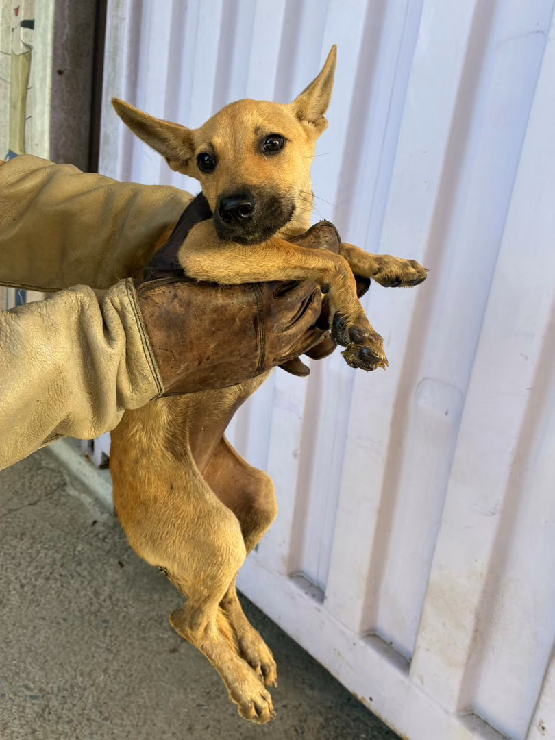 Tan young female mixed-breed dog, Small, shelter no. …1001