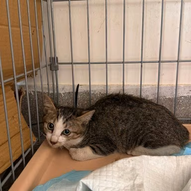 Tabby-and-white young male mixed-breed cat, Small, shelter no. …4001
