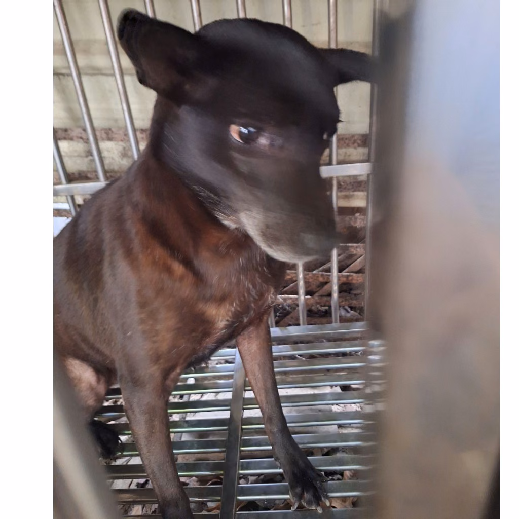 Black adult female mixed-breed dog, Large, shelter no. …047D