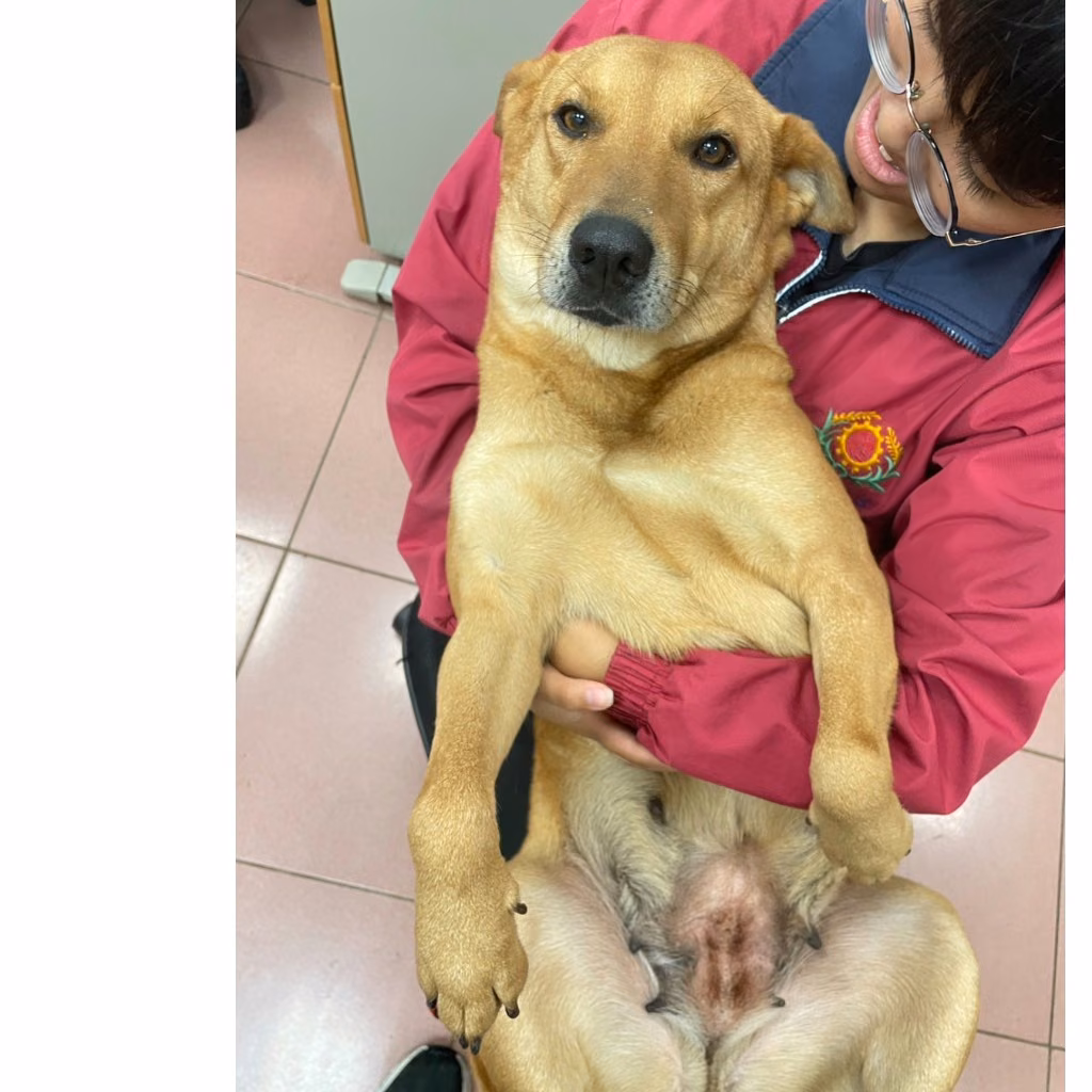 Tan adult female mixed-breed dog, Medium, shelter no. …8001