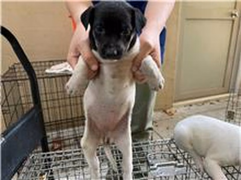 Black-and-white young female mixed-breed dog, Small, shelter no. …2004