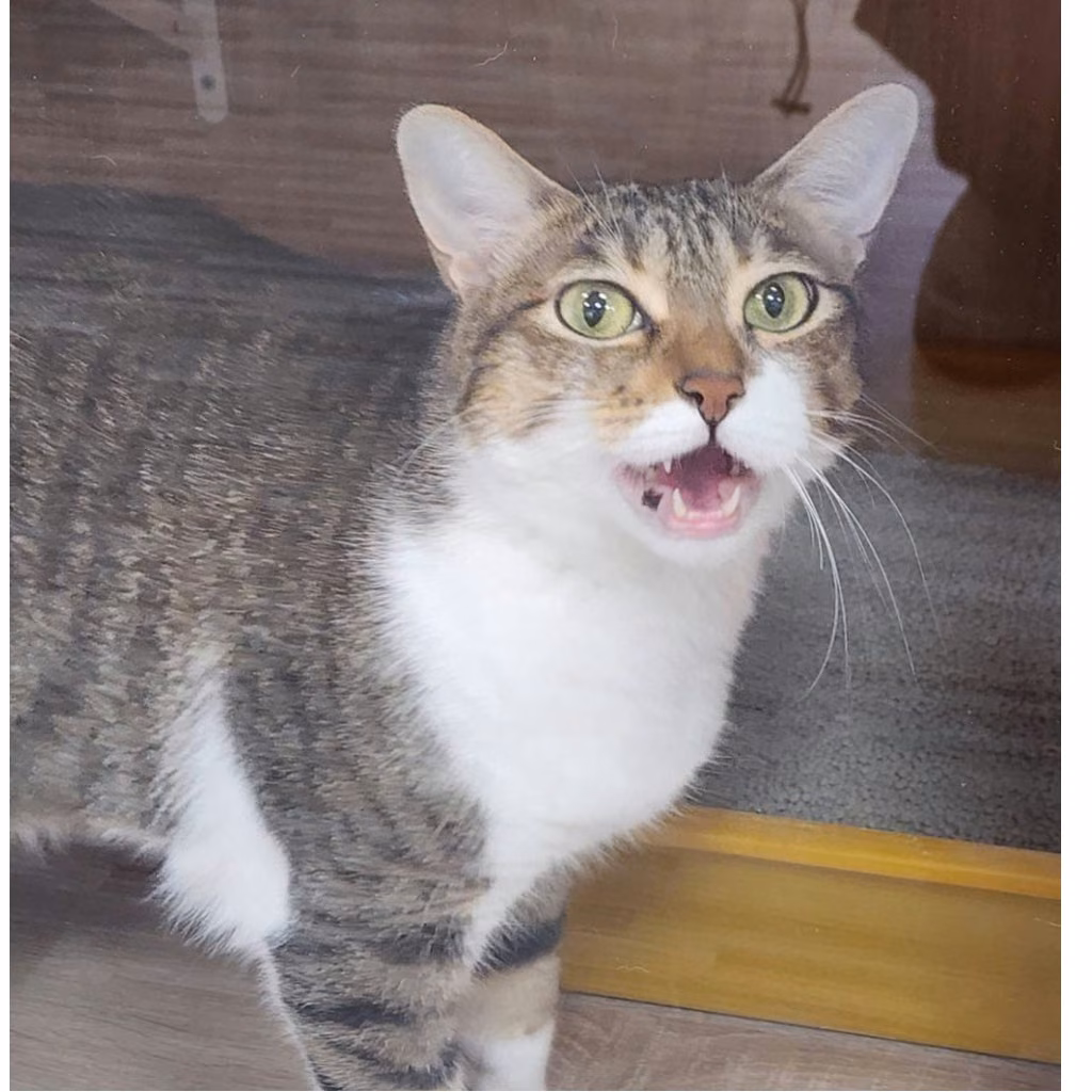 Tabby-and-white adult female mixed-breed cat, Small, shelter no. …1001