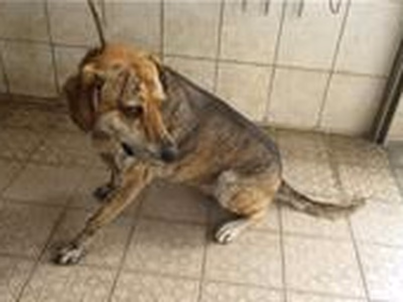 Tabby female mixed-breed dog, Medium, shelter no. …1174