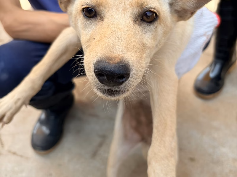 Tan young female mixed-breed dog, Small, shelter no. …2008