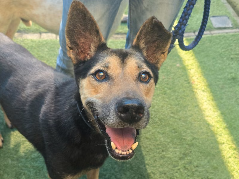 Black-and-tan adult male mixed-breed dog, Medium, shelter no. …9-05