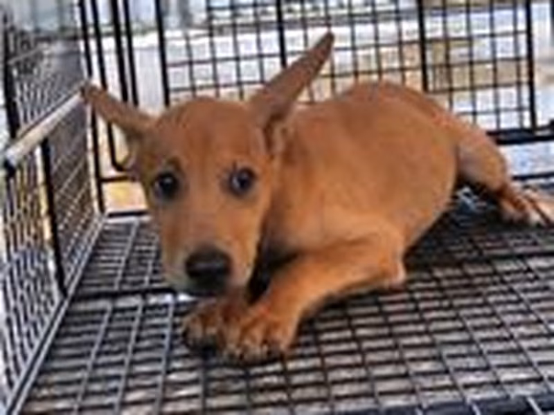 Tan adult male mixed-breed dog, Small, shelter no. …8023