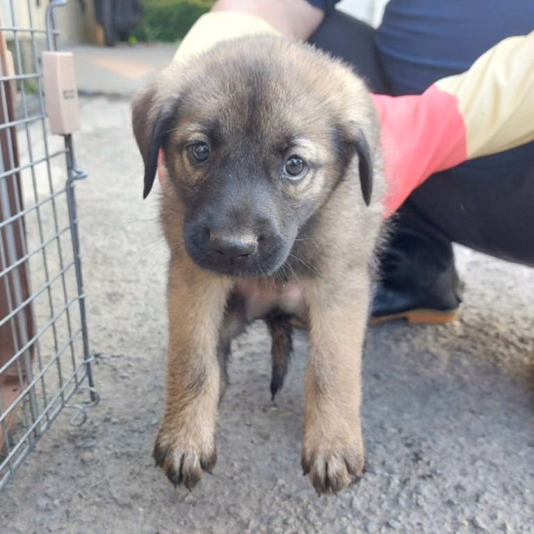 Black-and-tan young male mixed-breed dog, Medium, shelter no. …1001