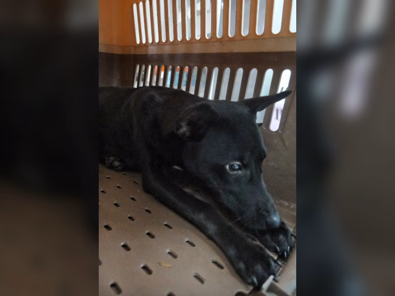 Black adult female mixed-breed dog, Large, shelter no. …0176