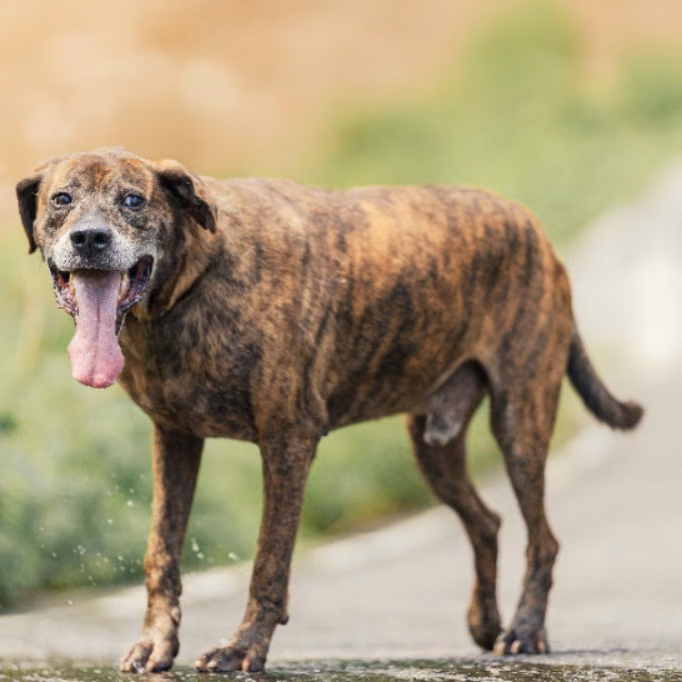 Tabby adult male mixed-breed dog, Large, shelter no. …6003