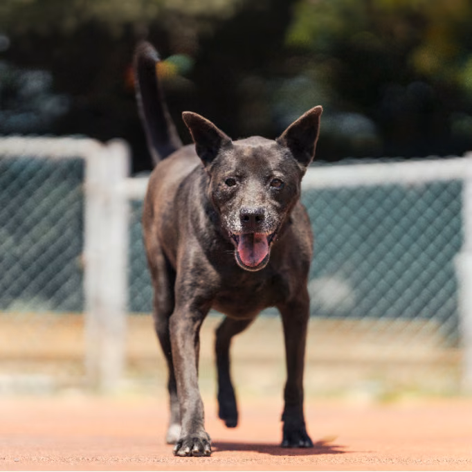 Black adult male mixed-breed dog, Medium, shelter no. …2601