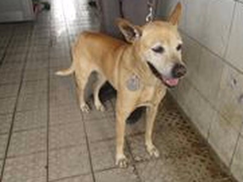 Tan adult female mixed-breed dog, Medium, shelter no. …7155