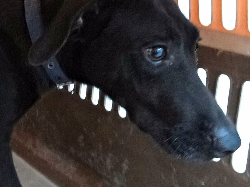 Black adult female mixed-breed dog, Large, shelter no. …1676