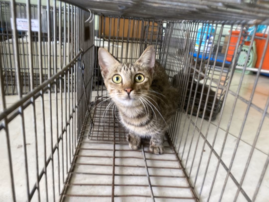 Adult female mixed-breed cat, Small, shelter no. …9C05