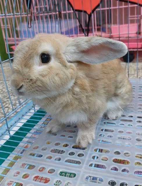 Tan adult mixed-breed rabbit, Medium, shelter no. …1353