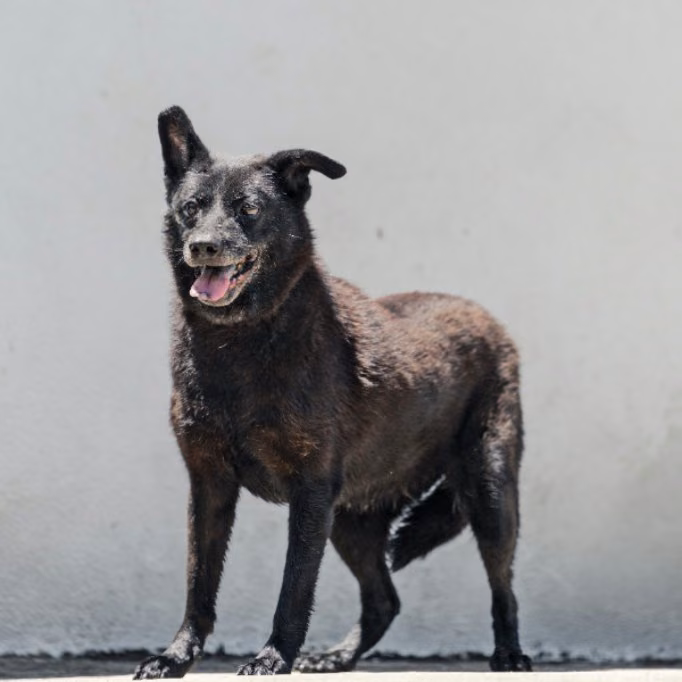 Black adult female mixed-breed dog, Medium, shelter no. …0002