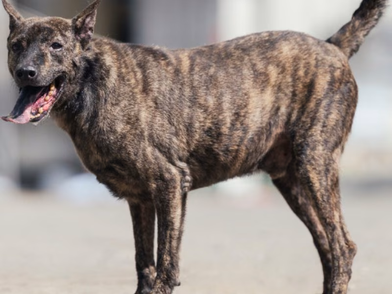 Tabby adult male mixed-breed dog, Medium, shelter no. …2603