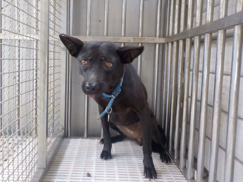 Black adult female mixed-breed dog, Medium, shelter no. …0153