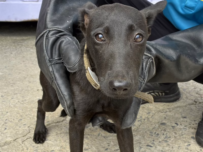 Black young female mixed-breed dog, Small, shelter no. …6002
