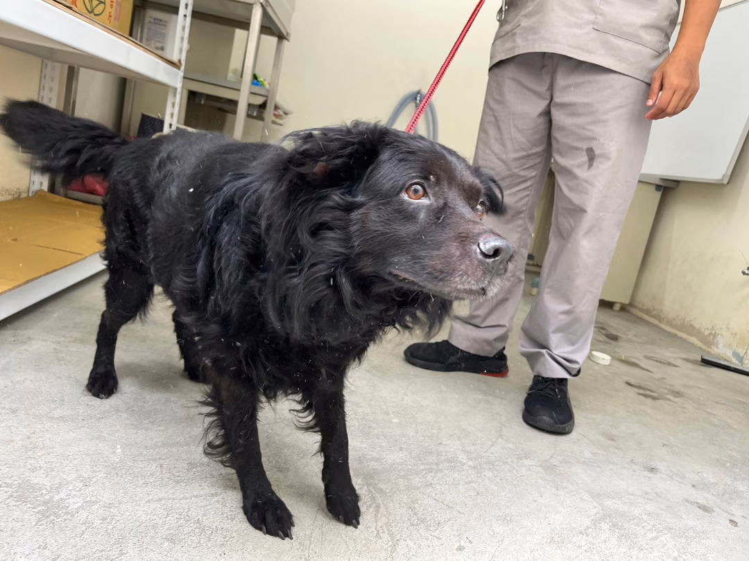 Black adult male mixed-breed dog, Medium, shelter no. …1106