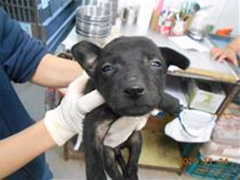 Black adult female mixed-breed dog, Small, shelter no. …4007