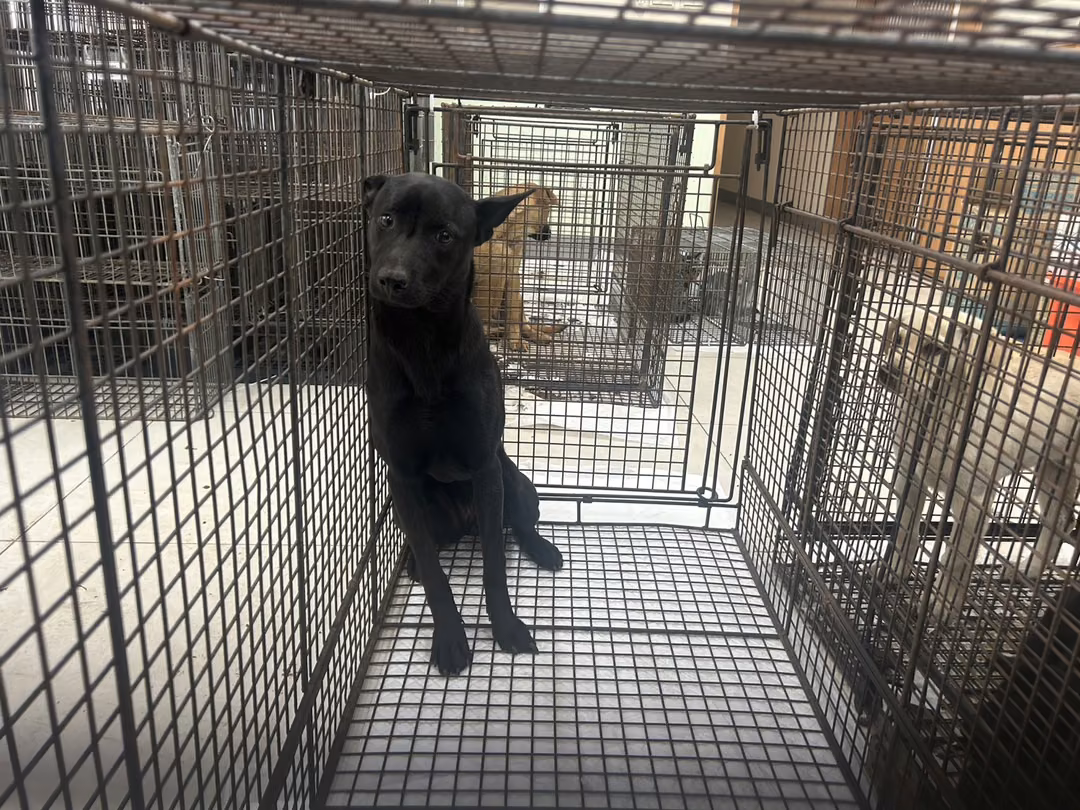 Black young female mixed-breed dog, Medium, shelter no. …0D01