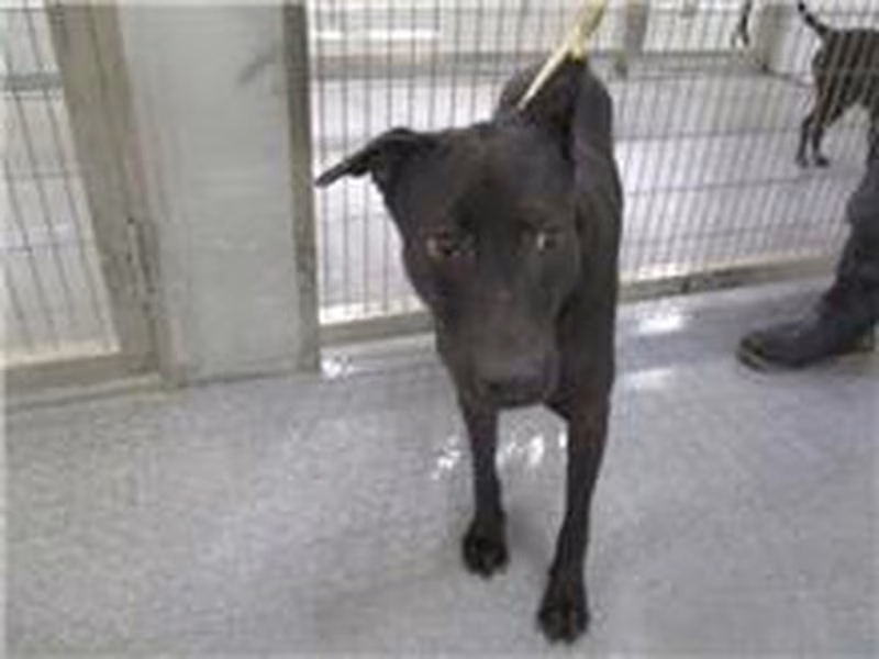 Black adult female mixed-breed dog, Medium, shelter no. …0008