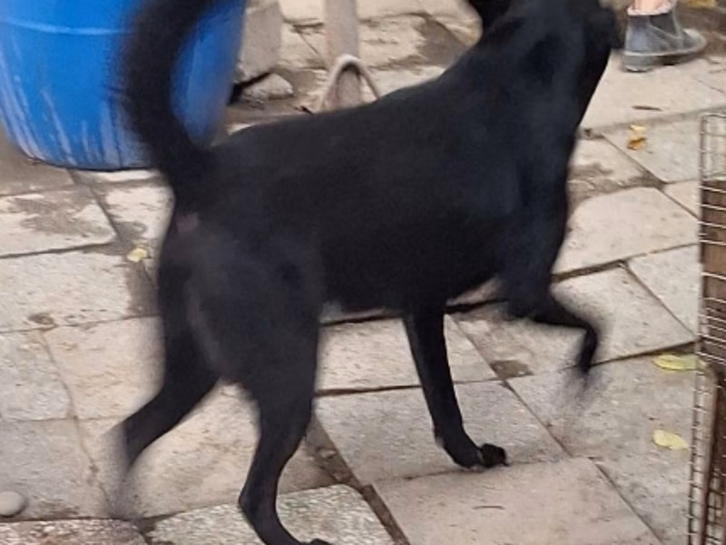 Black-and-tan adult male mixed-breed dog, Large, shelter no. …046D