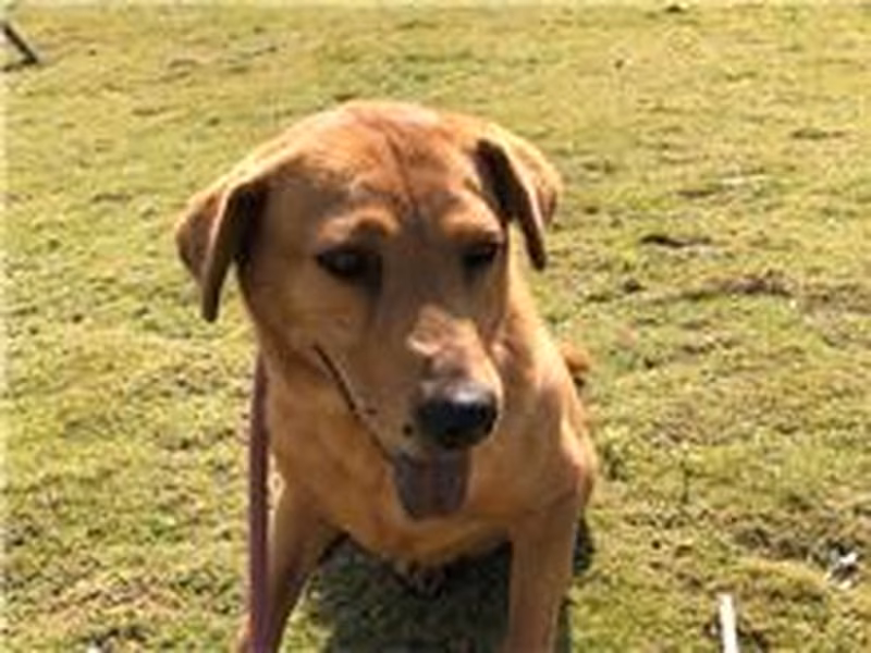 Tan adult female mixed-breed dog, Medium, shelter no. …2004