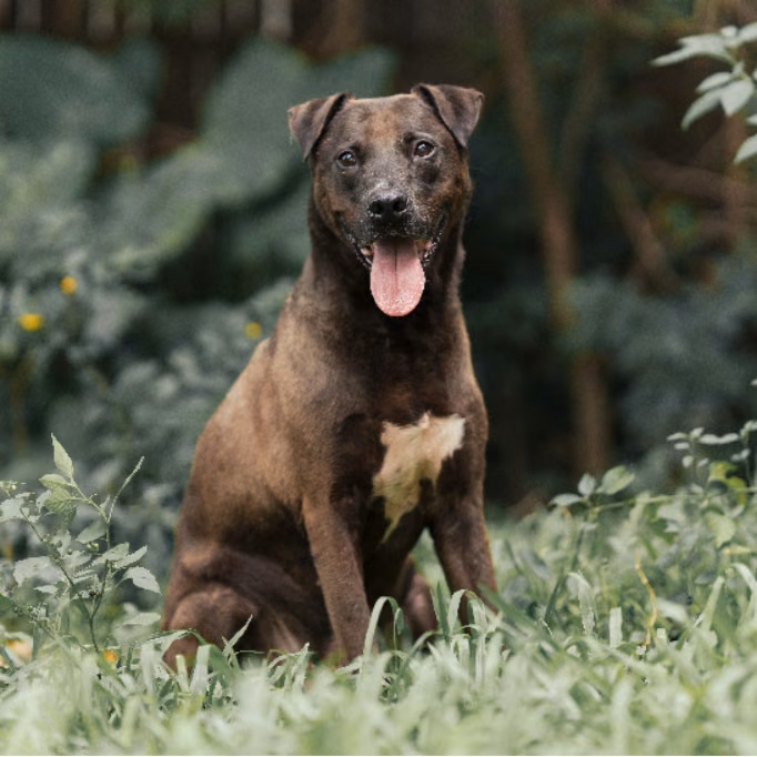 Brown-and-black adult male American Pit Bull Terrier, Medium, shelter no. …2003