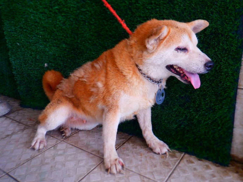 Tan adult female Shiba Inu, Medium, shelter no. …8129