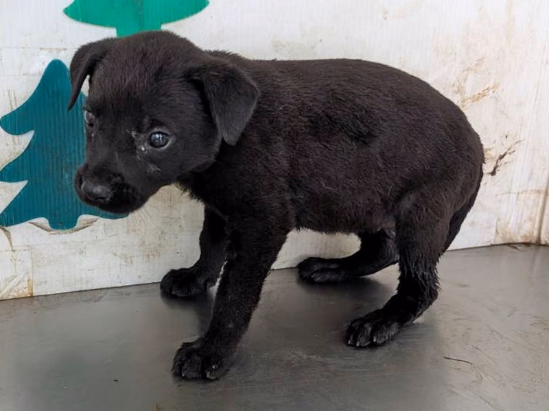 Black young female mixed-breed dog, Medium, shelter no. …0816