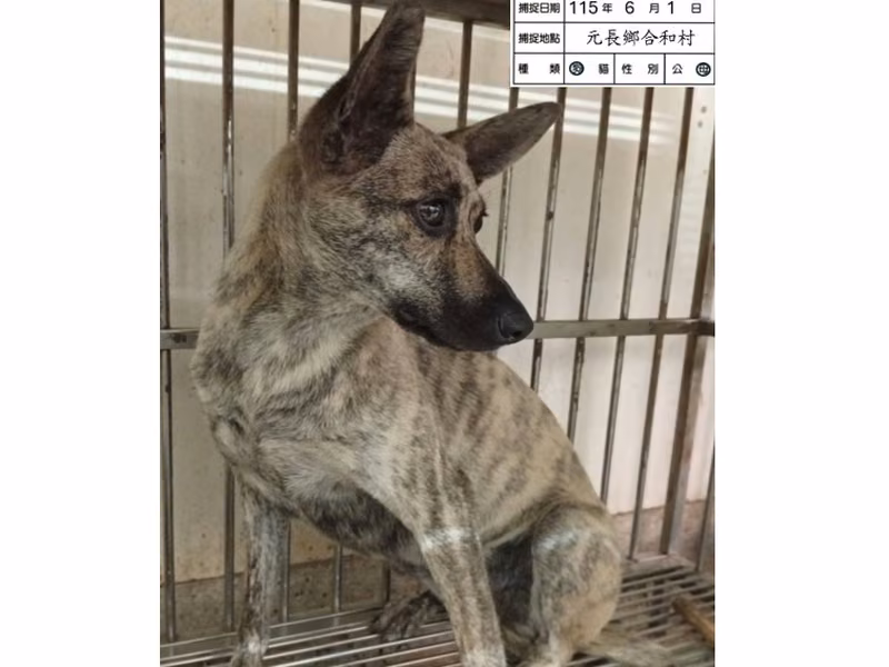 Tan adult female mixed-breed dog, Medium, shelter no. …055D