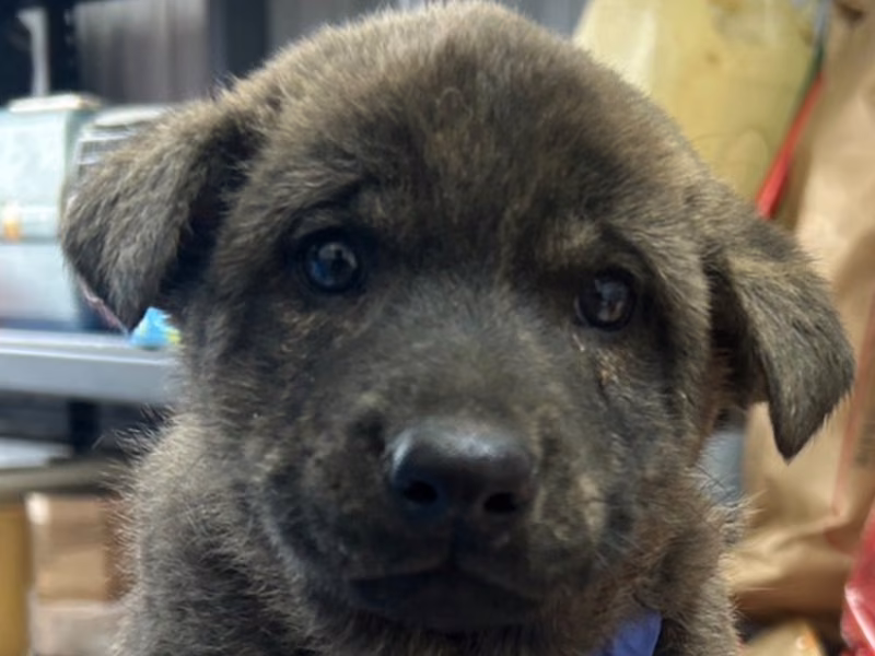 Tabby adult male mixed-breed dog, Medium, shelter no. …3001