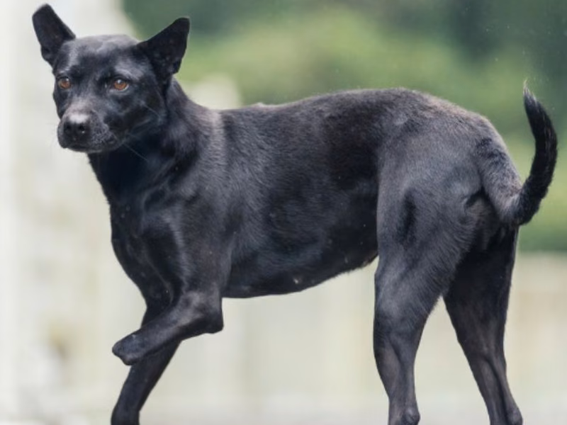 Black adult female mixed-breed dog, Medium, shelter no. …2001