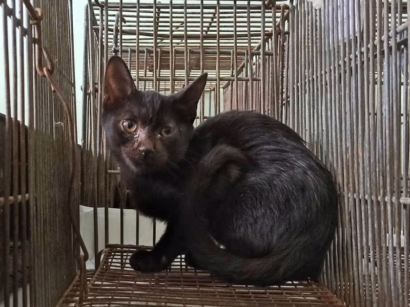 Black young female mixed-breed cat, Small, shelter no. …6C04