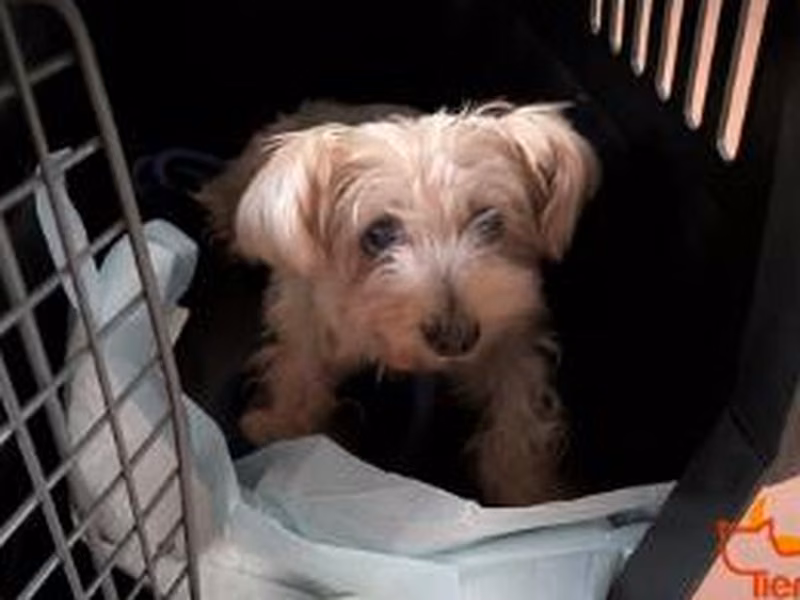 Senior male Yorkshire Terrier, shelter no. …4401