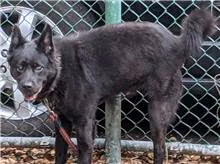 Black adult male mixed-breed dog, Medium, shelter no. …2801